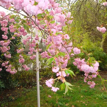 De Alsace - Elsass - Alsace